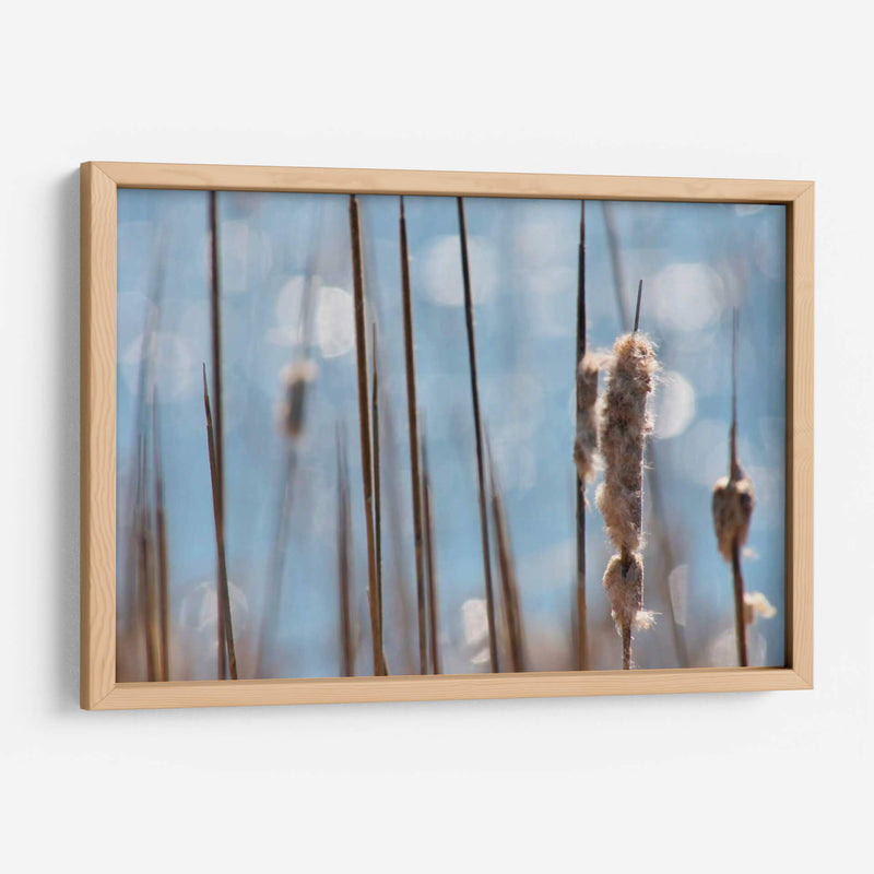 Danza Ligera En Cattails I - Leda Robertson | Cuadro decorativo de Canvas Lab