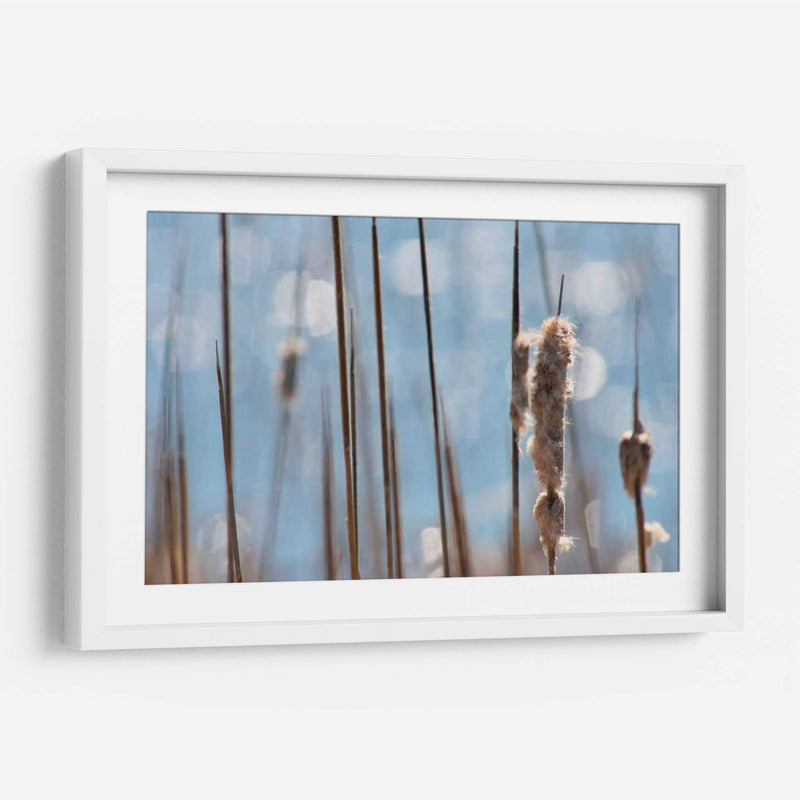 Danza Ligera En Cattails I - Leda Robertson | Cuadro decorativo de Canvas Lab