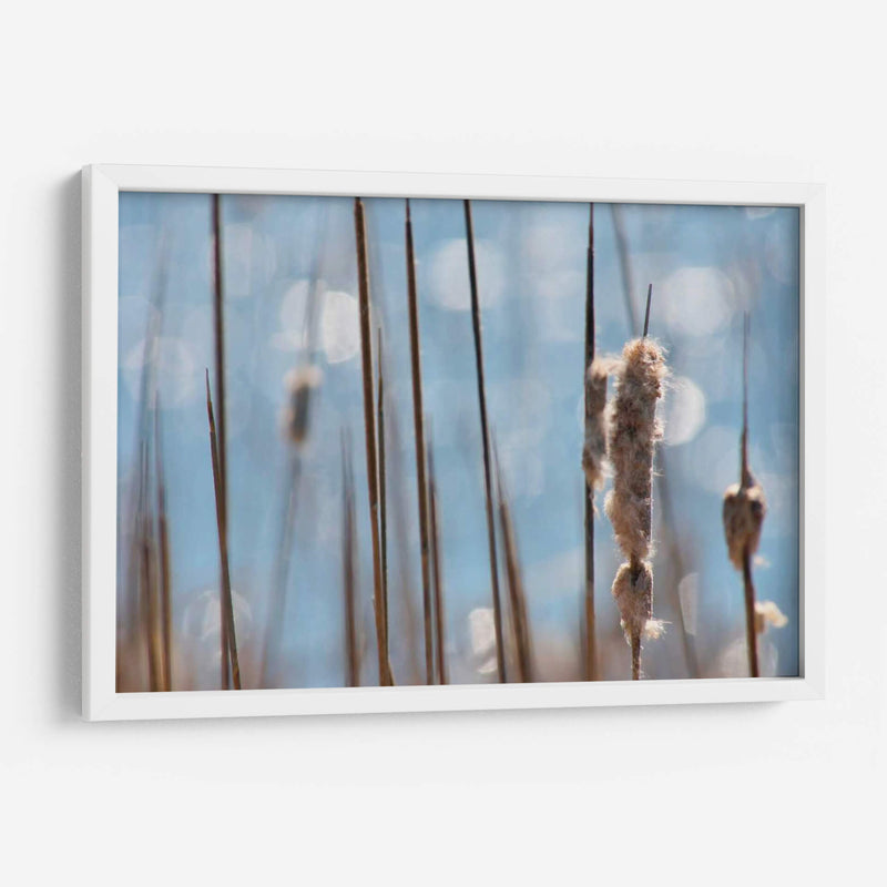 Danza Ligera En Cattails I - Leda Robertson | Cuadro decorativo de Canvas Lab