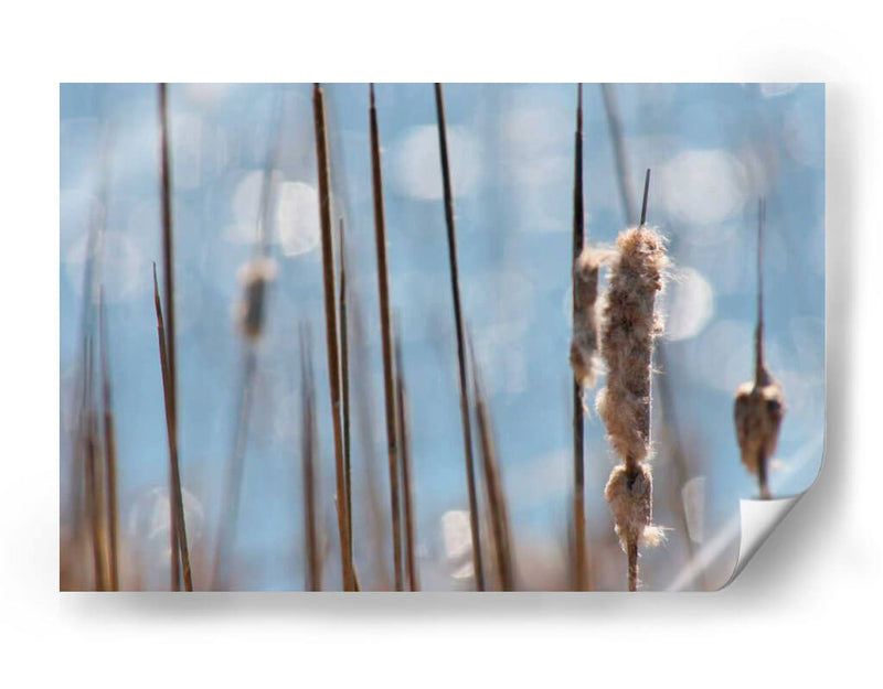 Danza Ligera En Cattails I - Leda Robertson | Cuadro decorativo de Canvas Lab