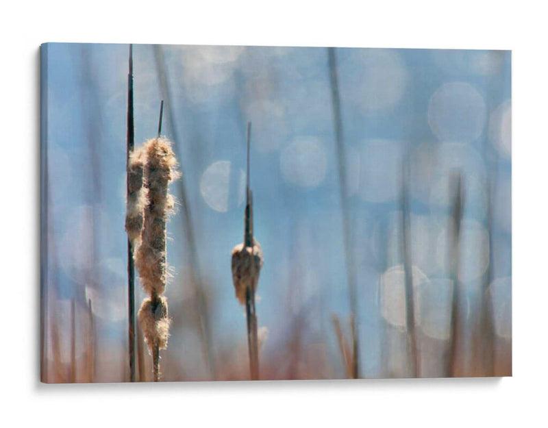 Danza Ligera En Cattails Ii - Leda Robertson | Cuadro decorativo de Canvas Lab