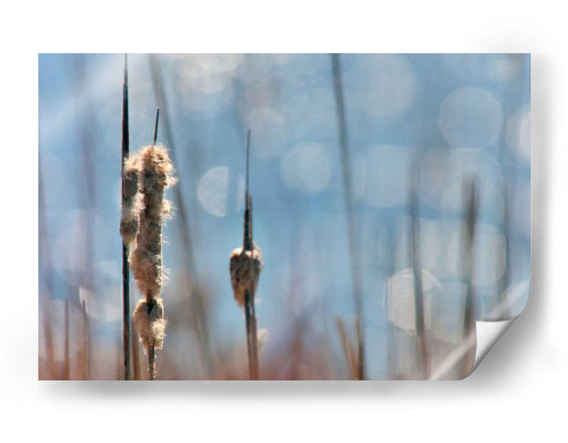 Danza Ligera En Cattails Ii - Leda Robertson | Cuadro decorativo de Canvas Lab