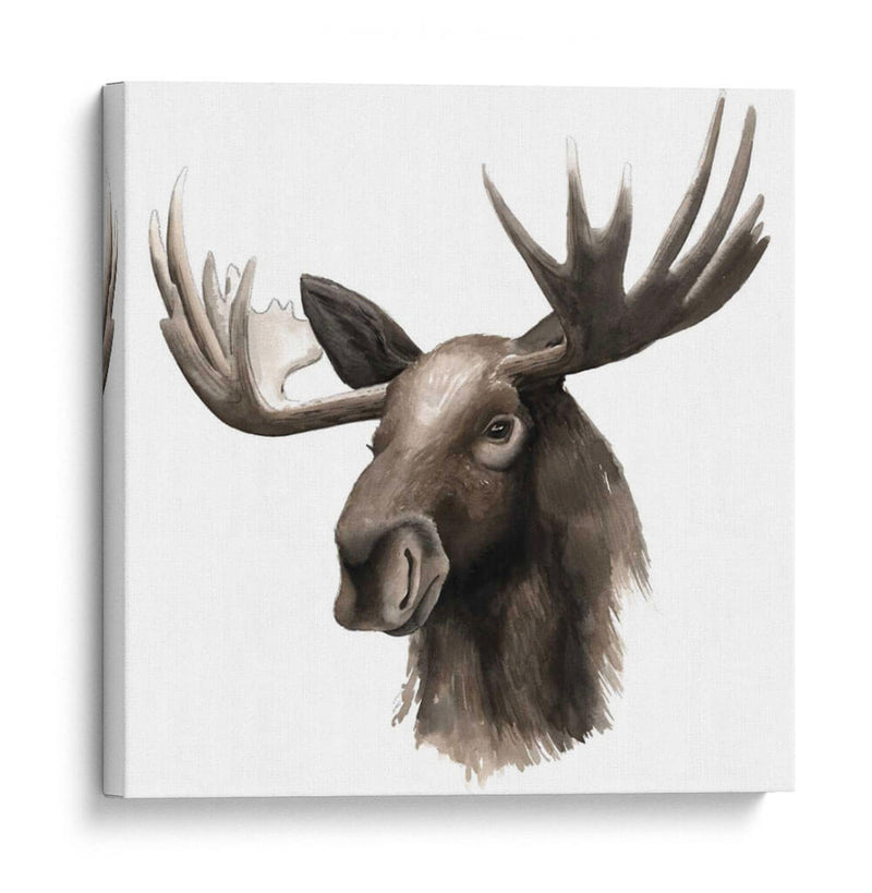 Estudio De Animales Occidentales Iii - Grace Popp | Cuadro decorativo de Canvas Lab