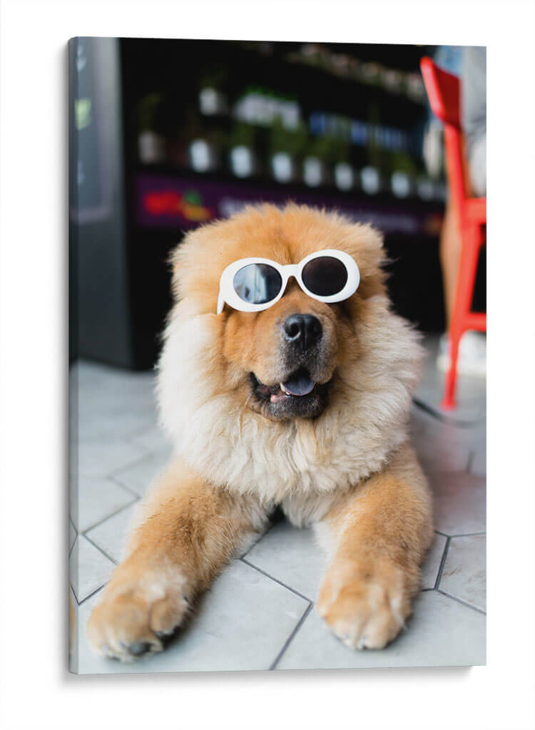 Perrito cool | Cuadro decorativo de Canvas Lab