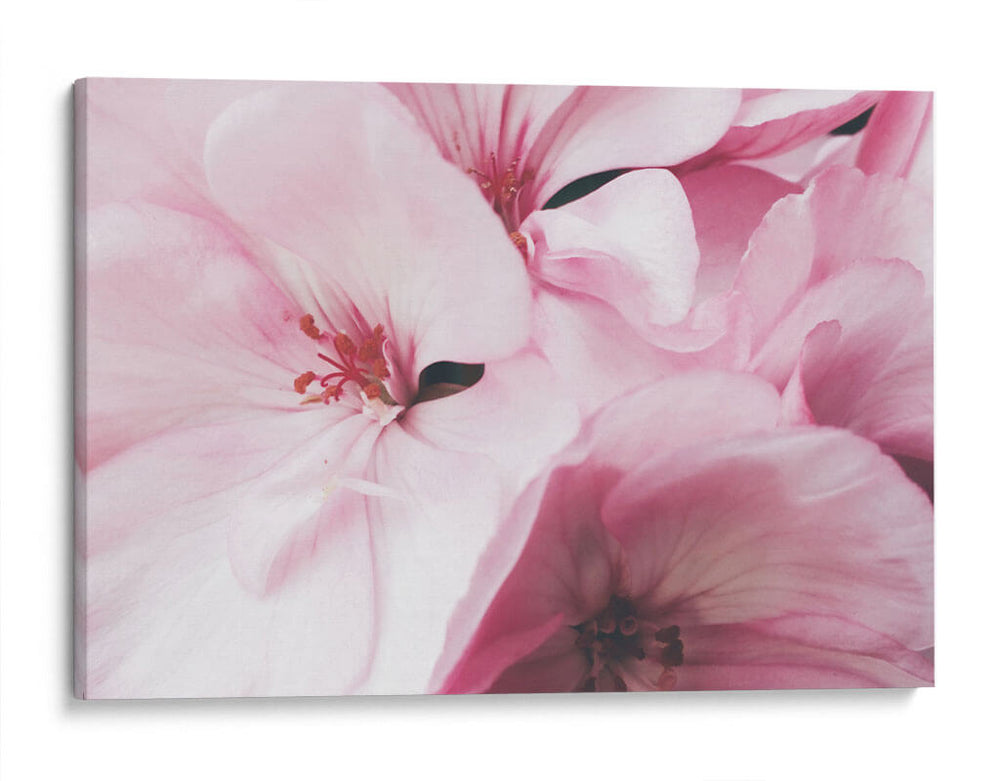 Pink dreams | Cuadro decorativo de Canvas Lab