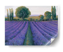 Field De Lavanda Ii - Tim OToole | Cuadro decorativo de Canvas Lab