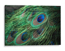 Plumaje del pavorreal | Cuadro decorativo de Canvas Lab