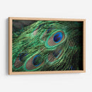 Plumaje del pavorreal | Cuadro decorativo de Canvas Lab