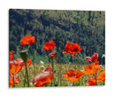 Amapolas rojas | Cuadro decorativo de Canvas Lab