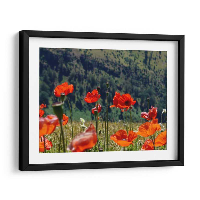 Amapolas rojas | Cuadro decorativo de Canvas Lab