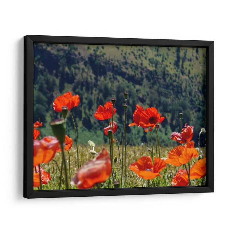Amapolas rojas | Cuadro decorativo de Canvas Lab