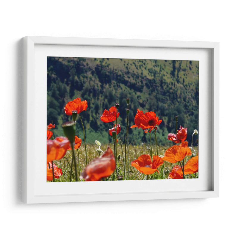 Amapolas rojas | Cuadro decorativo de Canvas Lab