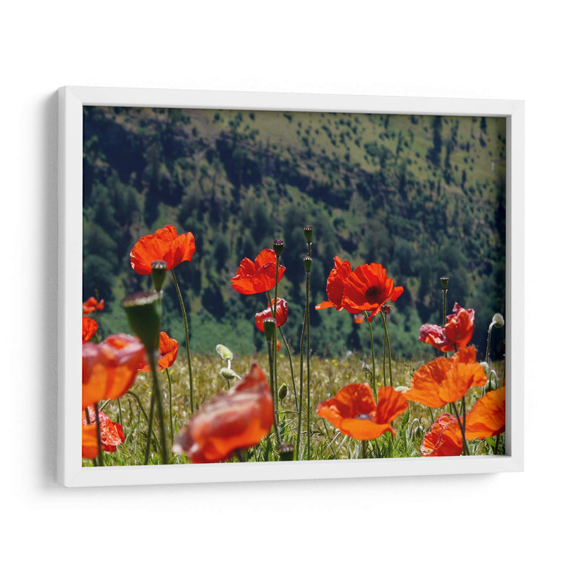 Amapolas rojas | Cuadro decorativo de Canvas Lab