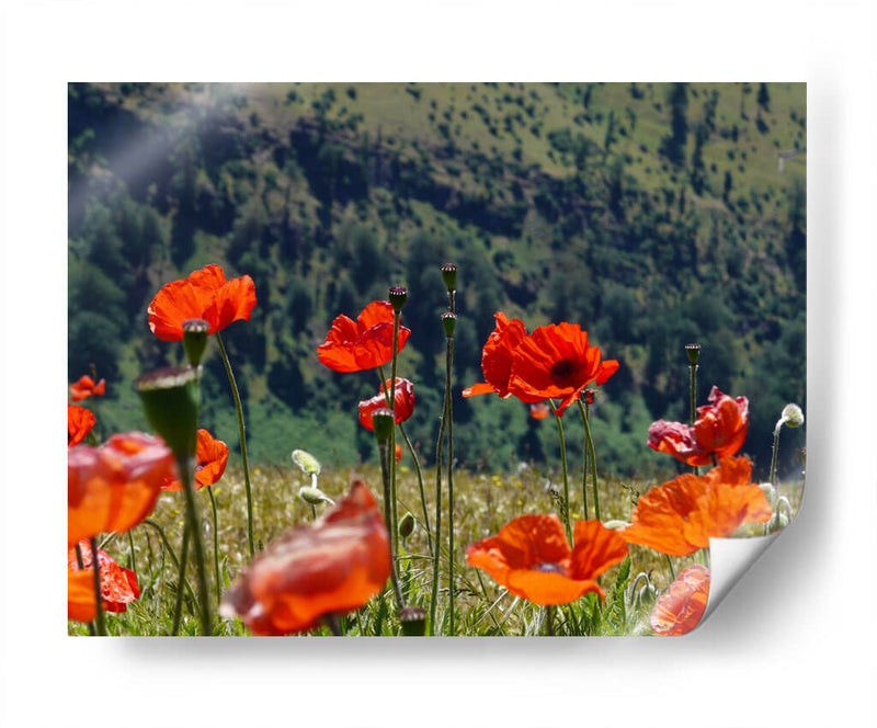 Amapolas rojas | Cuadro decorativo de Canvas Lab