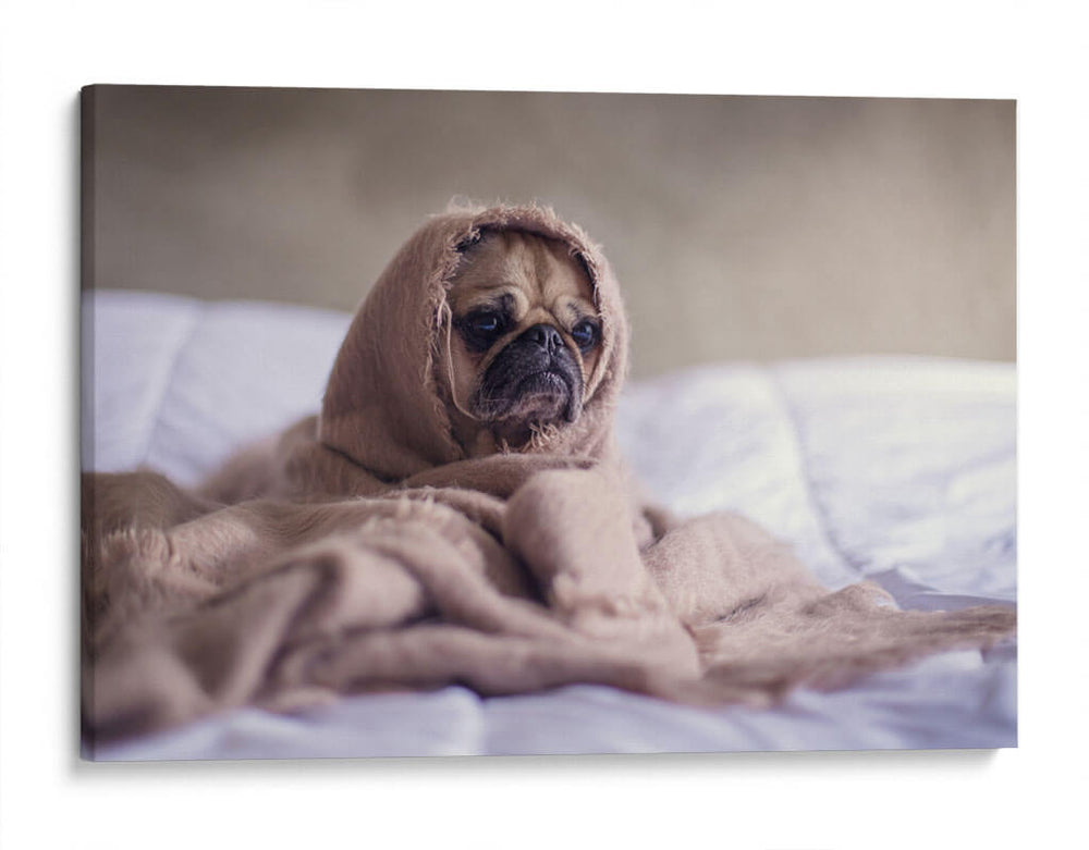 Pug encobijado | Cuadro decorativo de Canvas Lab