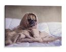 Pug encobijado | Cuadro decorativo de Canvas Lab