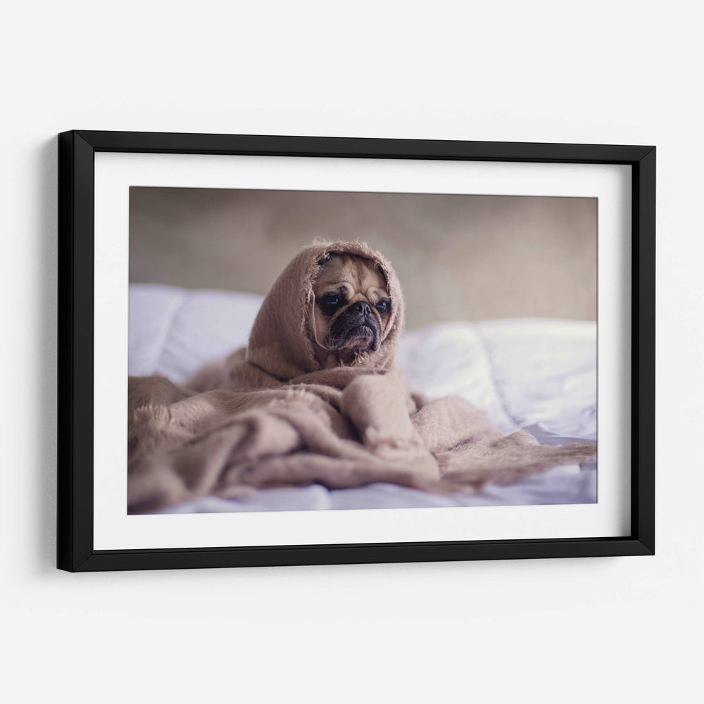 Pug encobijado | Cuadro decorativo de Canvas Lab