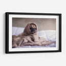 Pug encobijado | Cuadro decorativo de Canvas Lab