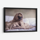 Pug encobijado | Cuadro decorativo de Canvas Lab