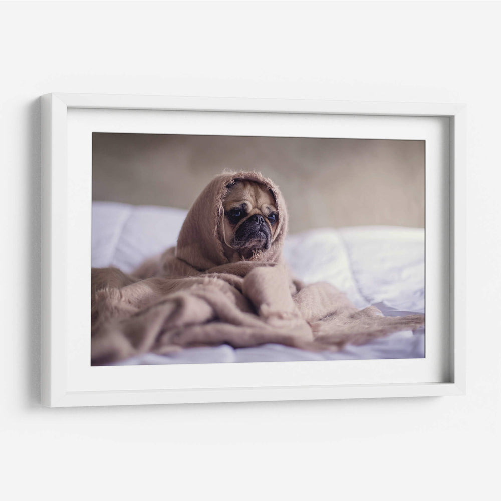 Pug encobijado | Cuadro decorativo de Canvas Lab