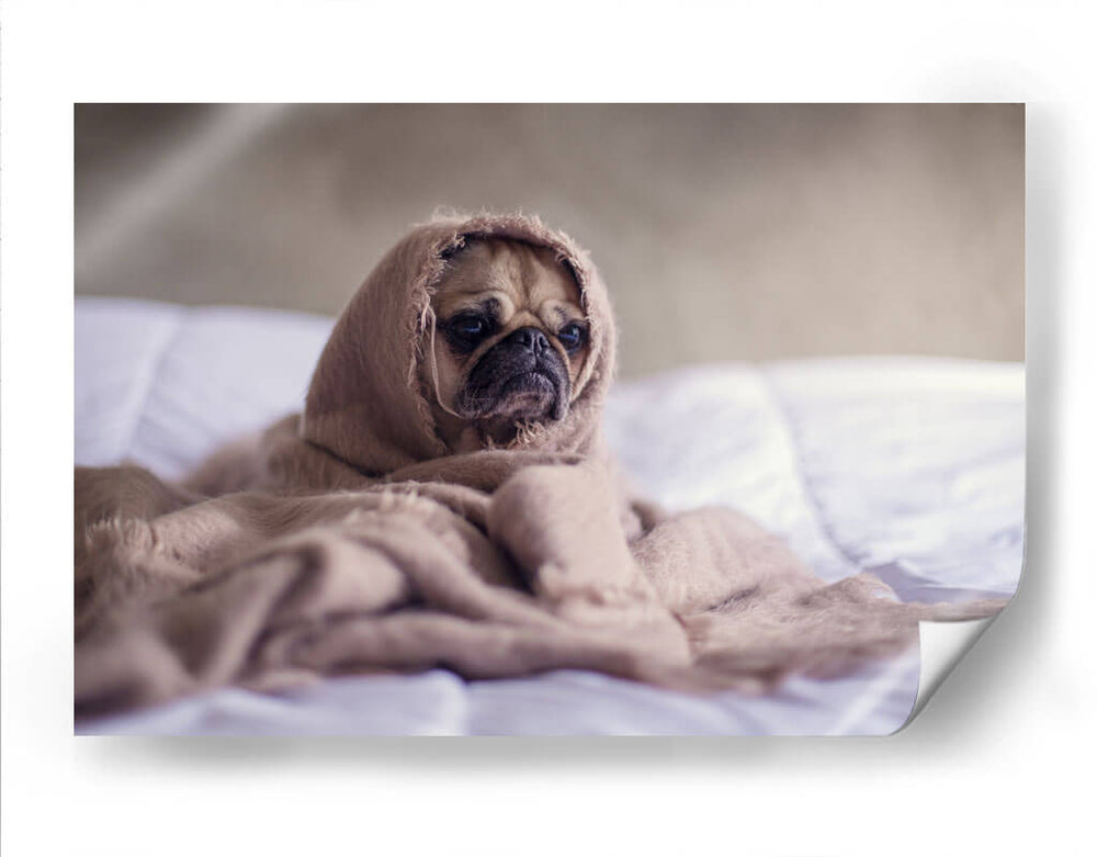 Pug encobijado | Cuadro decorativo de Canvas Lab