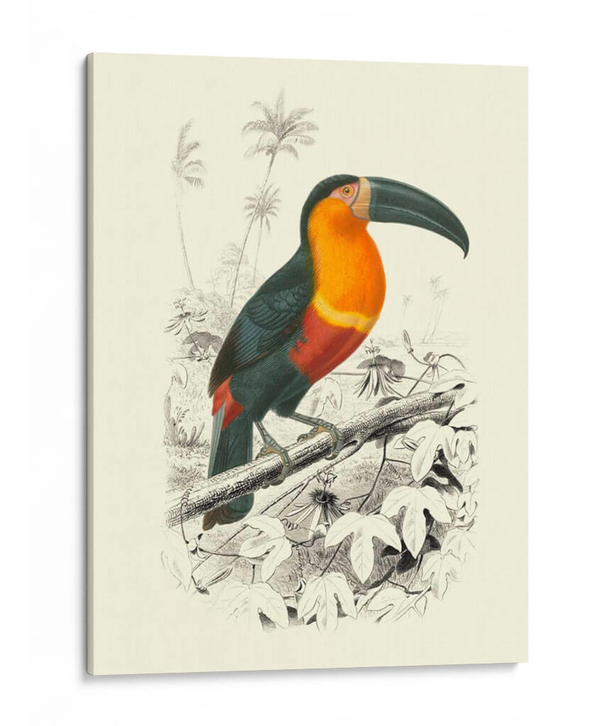 Pájaros De Costa Rica I - M.Charles DOrbigny | Cuadro decorativo de Canvas Lab