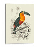 Pájaros De Costa Rica I - M.Charles DOrbigny | Cuadro decorativo de Canvas Lab