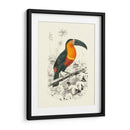 Pájaros De Costa Rica I - M.Charles DOrbigny | Cuadro decorativo de Canvas Lab
