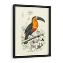 Pájaros De Costa Rica I - M.Charles DOrbigny | Cuadro decorativo de Canvas Lab