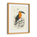 Pájaros De Costa Rica I - M.Charles DOrbigny | Cuadro decorativo de Canvas Lab