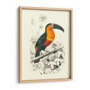 Pájaros De Costa Rica I - M.Charles DOrbigny | Cuadro decorativo de Canvas Lab