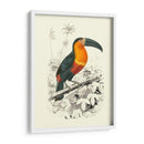 Pájaros De Costa Rica I - M.Charles DOrbigny | Cuadro decorativo de Canvas Lab