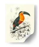 Pájaros De Costa Rica I - M.Charles DOrbigny | Cuadro decorativo de Canvas Lab