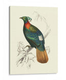 Pájaros De Costa Rica Ii - M.Charles DOrbigny | Cuadro decorativo de Canvas Lab