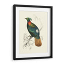 Pájaros De Costa Rica Ii - M.Charles DOrbigny | Cuadro decorativo de Canvas Lab