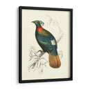 Pájaros De Costa Rica Ii - M.Charles DOrbigny | Cuadro decorativo de Canvas Lab