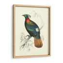 Pájaros De Costa Rica Ii - M.Charles DOrbigny | Cuadro decorativo de Canvas Lab