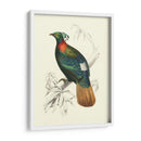 Pájaros De Costa Rica Ii - M.Charles DOrbigny | Cuadro decorativo de Canvas Lab