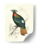 Pájaros De Costa Rica Ii - M.Charles DOrbigny | Cuadro decorativo de Canvas Lab