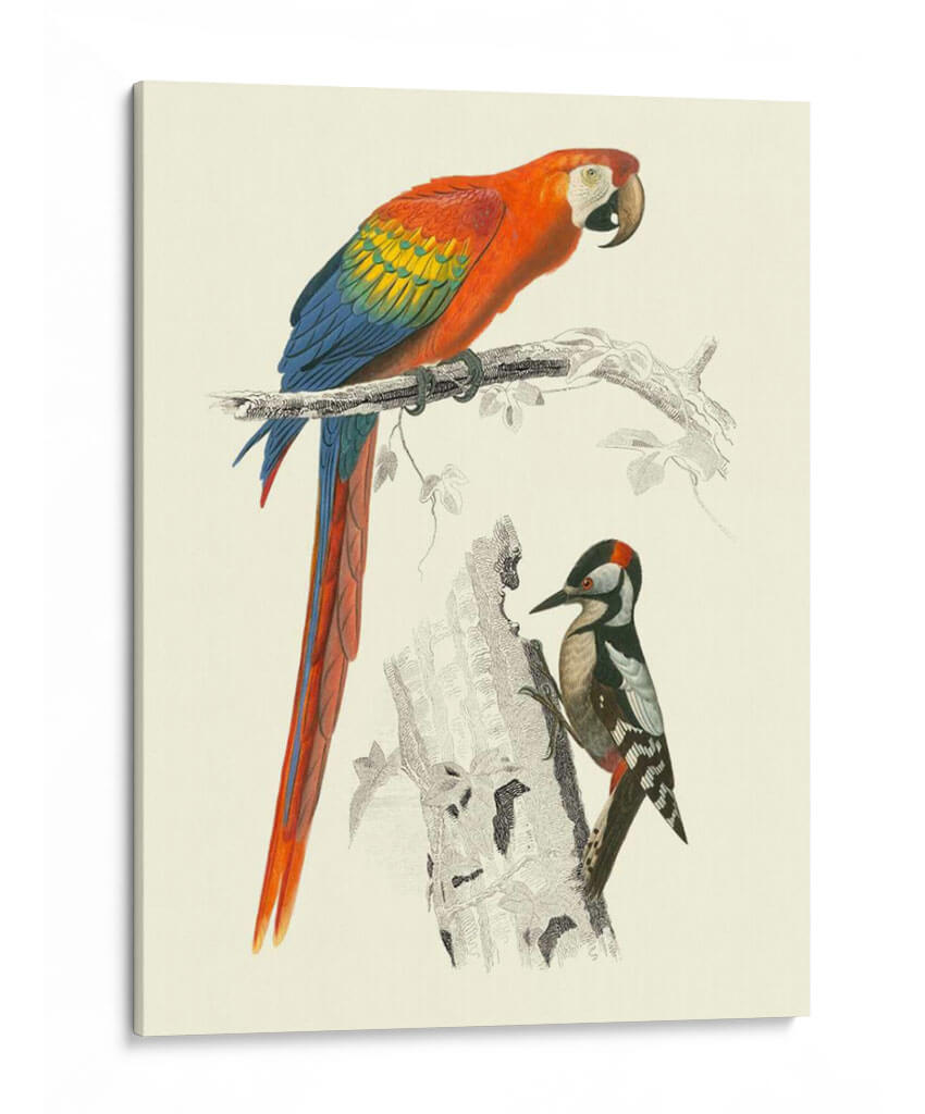 Pájaros De Costa Rica Iii - M.Charles DOrbigny | Cuadro decorativo de Canvas Lab