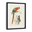 Pájaros De Costa Rica Iii - M.Charles DOrbigny | Cuadro decorativo de Canvas Lab