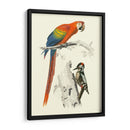 Pájaros De Costa Rica Iii - M.Charles DOrbigny | Cuadro decorativo de Canvas Lab