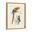 Pájaros De Costa Rica Iii - M.Charles DOrbigny | Cuadro decorativo de Canvas Lab