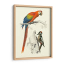 Pájaros De Costa Rica Iii - M.Charles DOrbigny | Cuadro decorativo de Canvas Lab