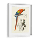 Pájaros De Costa Rica Iii - M.Charles DOrbigny | Cuadro decorativo de Canvas Lab