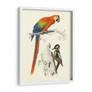Pájaros De Costa Rica Iii - M.Charles DOrbigny | Cuadro decorativo de Canvas Lab