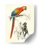 Pájaros De Costa Rica Iii - M.Charles DOrbigny | Cuadro decorativo de Canvas Lab