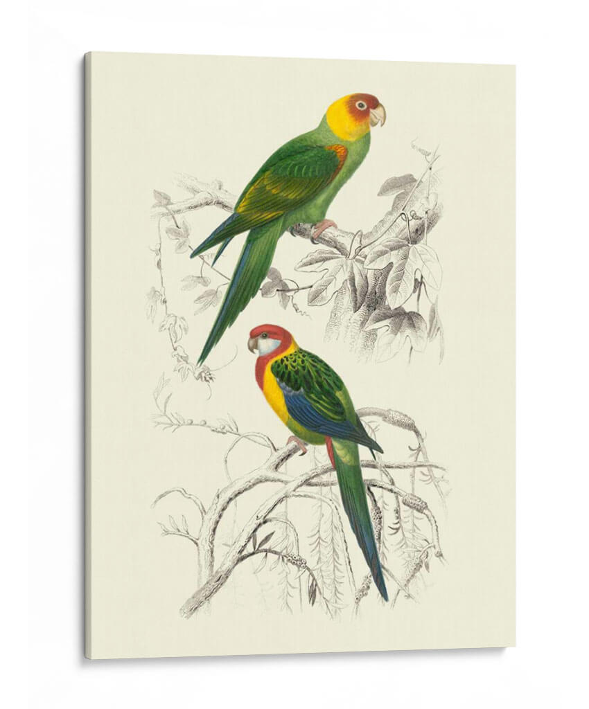Pájaros De Costa Rica Iv - M.Charles DOrbigny | Cuadro decorativo de Canvas Lab