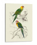 Pájaros De Costa Rica Iv - M.Charles DOrbigny | Cuadro decorativo de Canvas Lab