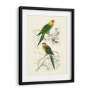Pájaros De Costa Rica Iv - M.Charles DOrbigny | Cuadro decorativo de Canvas Lab